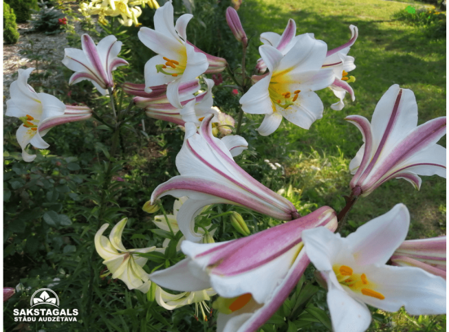Lilium regale